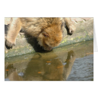 Affe schaust du mich an?