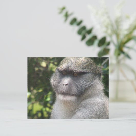 Affe sehen, Affe Do Postcard Postkarte (Stehend Vorderseite)