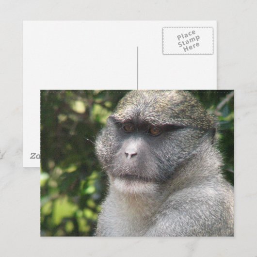 Affe sehen, Affe Do Postcard Postkarte (Vorne/Hinten)