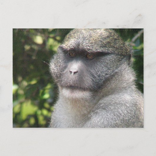 Affe sehen, Affe Do Postcard Postkarte (Vorderseite)