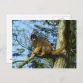 Affe Totenkopfäffchen sitz auf einem Baum Postkarte (Vorne/Hinten)