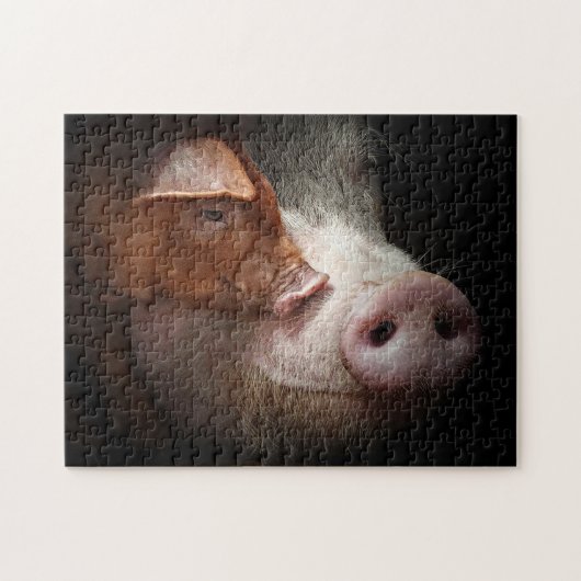 Affektionierte Schweine Zuchttiere Fotografie Puzzle (Horizontal)