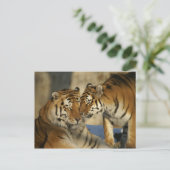 Affektive Tiger Postkarte (Stehend Vorderseite)