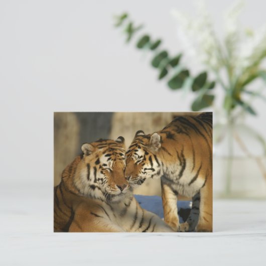 Affektive Tiger Postkarte (Stehend Vorderseite)