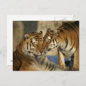 Affektive Tiger Postkarte (Vorne/Hinten)