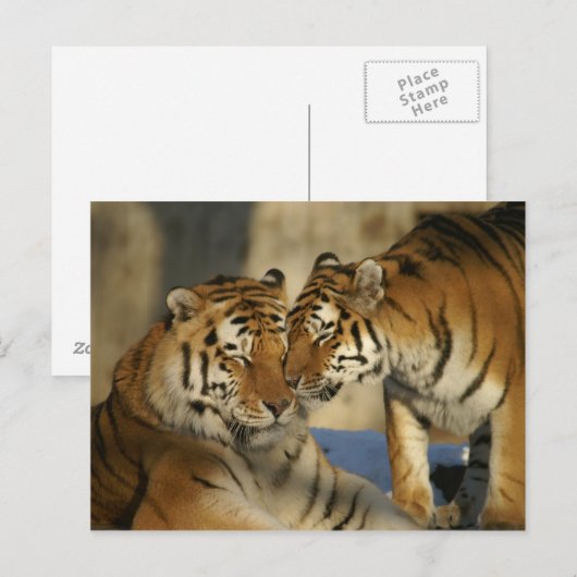 Affektive Tiger Postkarte (Vorne/Hinten)