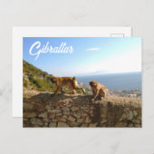 Affen auf dem Fels in Gibraltar Postkarte (Vorne/Hinten)
