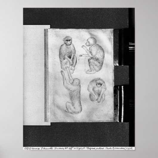 Affen aus dem Vallardi-Album Poster (Vorne)