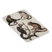 Affen (farbige Litho) Magnet (Rechte Seite)