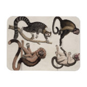 Affen (farbige Litho) Magnet (Horizontal)