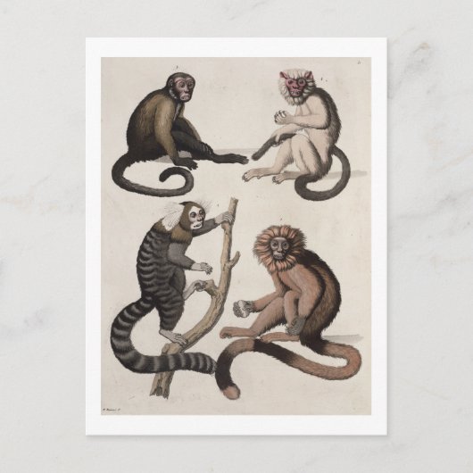 Affen (farbige Litho) Postkarte (Vorderseite)