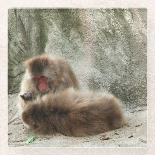 Affen Glasuntersetzer (Vorderseite)