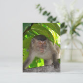 Affen: Macaque in Kalimantan Indonesien Postkarte (Stehend Vorderseite)