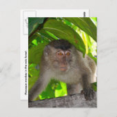 Affen: Macaque in Kalimantan Indonesien Postkarte (Vorne/Hinten)
