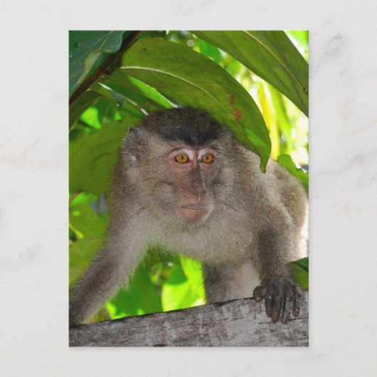 Affen: Macaque in Kalimantan Indonesien Postkarte (Vorderseite)