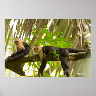 Affen mit weißer Face in Costa Rica Poster