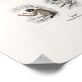 Affen - Naturalist's Library Poster (Ecke)