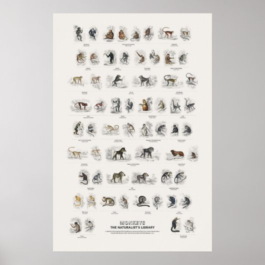 Affen - Naturalist's Library Poster (Vorne)
