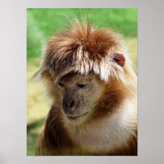 AFFEN POSTER (Vorne)