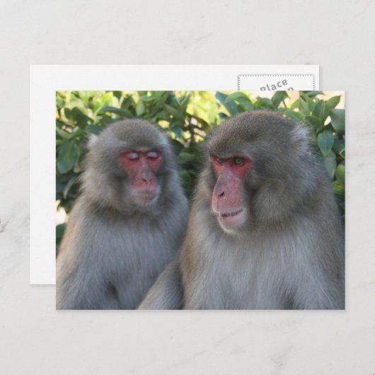 Affen Postkarte (Vorne/Hinten)