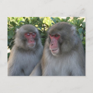 Affen Postkarte