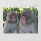 Affen Postkarte (Vorderseite)