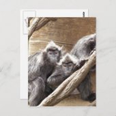 Affen Postkarte (Vorne/Hinten)