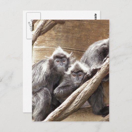 Affen Postkarte (Vorne/Hinten)