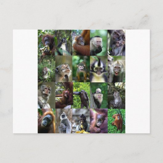 Affen Primaten Montage Postkarte (Vorderseite)