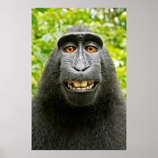 Affen-Selfie Poster (Vorne)