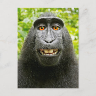 Affen-Selfie Postkarte