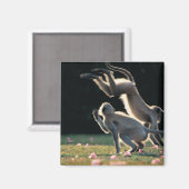 Affen spielen magnet (Vorderseite/Rückseite)