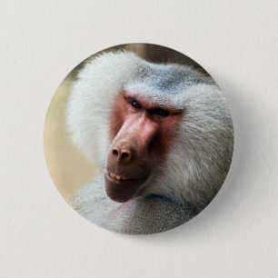 Affen-Sprichwort grüß dich Button