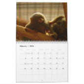 Affen und Affen der Welt 2016-Kalender Kalender (Feb 2026)