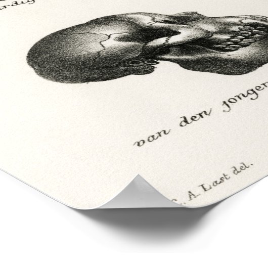 Affen und Apfelschädel Poster (Ecke)