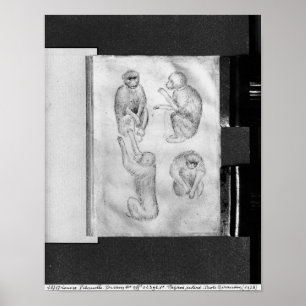 Affen, vom Vallardi Album Poster