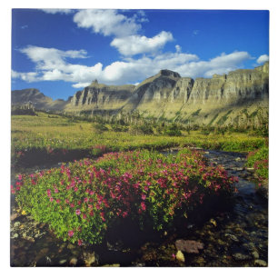Affenblumen am Logan Pass im Glacier National Fliese