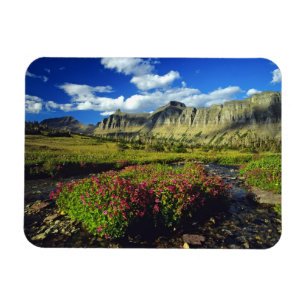 Affenblumen am Logan Pass im Glacier National Magnet