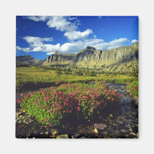 Affenblumen am Logan Pass im Glacier National Magnet