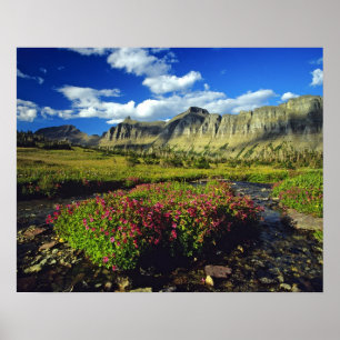 Affenblumen am Logan Pass im Glacier National Poster