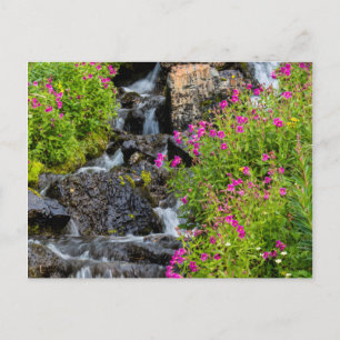 Affenblumen entlang des Lunch Creek im Gletscher Postkarte