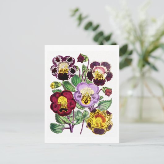 Affenblumen Vintag Botanische Postkarte (Stehend Vorderseite)