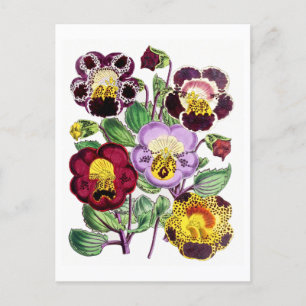 Affenblumen Vintage-Botanik-Postkarte Postkarte