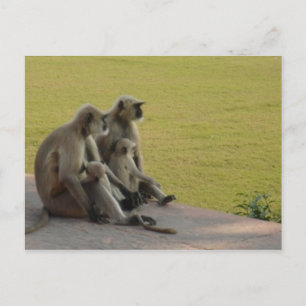 Affenfamilie 2 postkarte