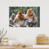 Affenfamilie Poster (Küche)