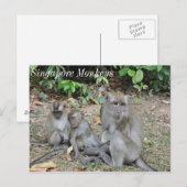 Affenfamilie Singapur Postkarte (Vorne/Hinten)