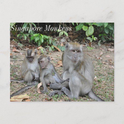Affenfamilie Singapur Postkarte (Vorderseite)