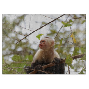 Affenfotografie, weißes Capuchin Schneidebrett