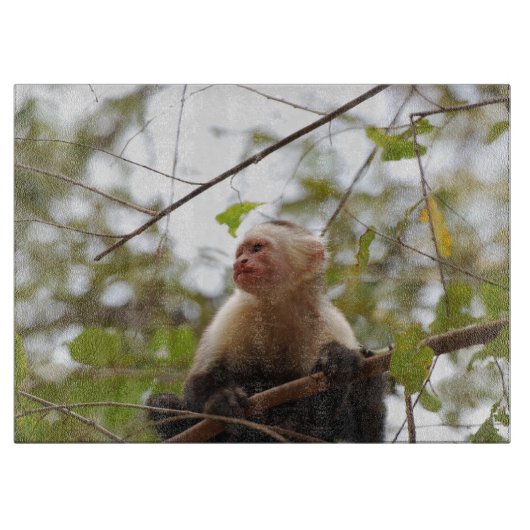 Affenfotografie, weißes Capuchin Schneidebrett (Vorderseite)