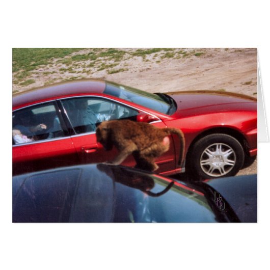 Affengeschäft (Vorderseite (Horizontal))